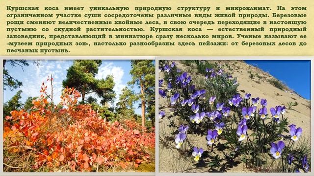 «Всемирное наследие ЮНЕСКО. Сокровища России». «Куршская коса». смотреть онлайн