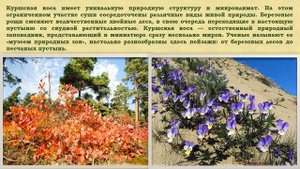 «Всемирное наследие ЮНЕСКО. Сокровища России». «Куршская коса».