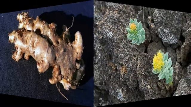 Oltin ildiz золотая корень shifoda tengsiz смотреть онлайн