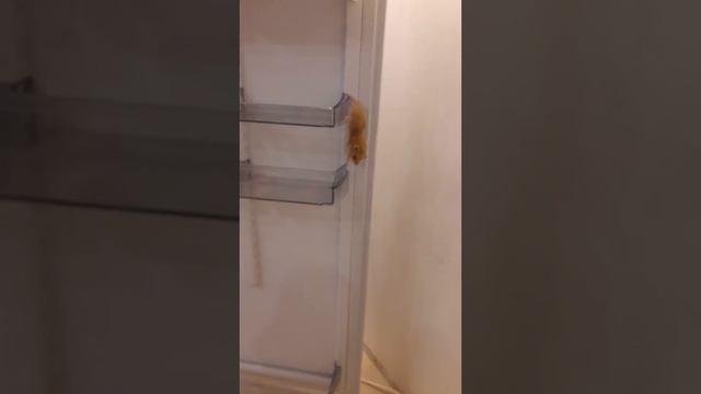 наш сирийский хомяк Персик - акробат!)) #хомячки