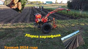 Уборка картофеля | Урожай 2024 г