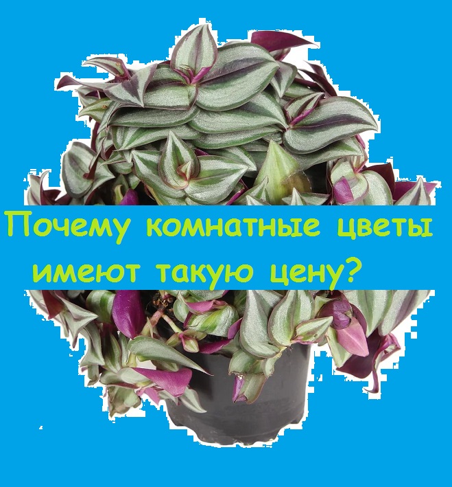 Какие-то, совершенно, невероятные цены на самые простые комнатные цветы в гипермаркете!!!