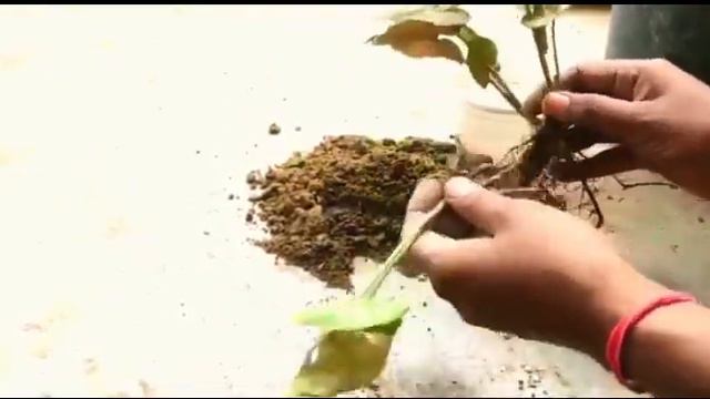 How to propagate syngonium plant | syngonium plant |  plant propagation #Anmolprakriti