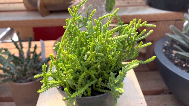 Crassula lycopodioides "Watch Chain"