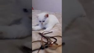 Шотландский скоттиш страйт, мальчик, окрас колорный ред поинт