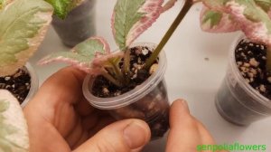 Эписции акварельные 160422