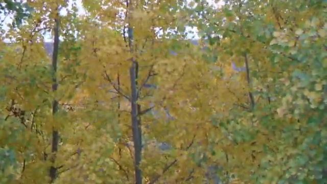 Язык осени - осина смотреть онлайн