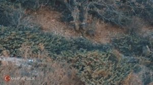 TOP 50 DOMUZ AVI EN İYİ SAHNELER- TOP 50 WILD BOAR HUNTS - BEST SCENES