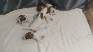 Щенки Джек Рассел 3 недели