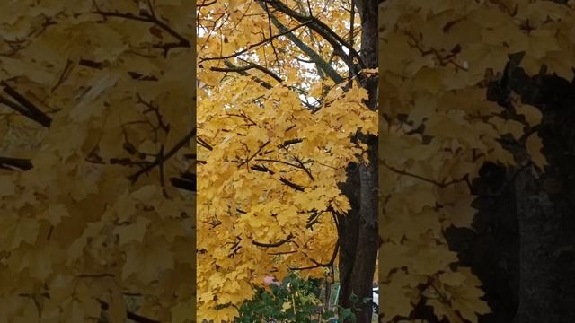 "Осенняя сказка" смотреть онлайн