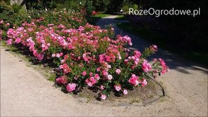 Wyśmienita róża okrywowa - MIRATO