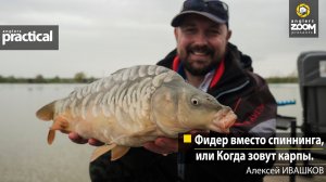 Фидер вместо спиннинга, или Когда зовут карпы. Алексей Ивашков. Anglers Practical