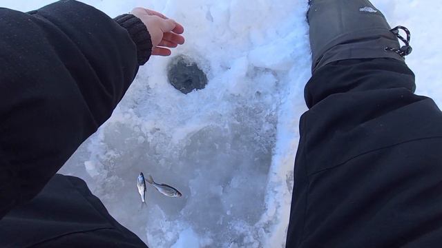 ЗИМНЯЯ🥶РЫБАЛКА/СЕЗОН 2024/ЛОВЛЯ НА УДОЧКУ С БЕЗ НАСАДОЧНОЙ МОРМЫШКОЙ/🦈