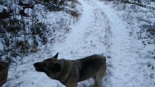 ВОЛКИ против СОБАК смотреть онлайн