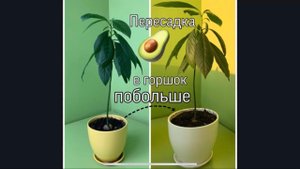Пересадка авокадо в горшок побольше