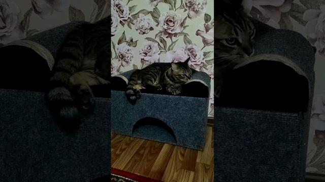 Домик-диванчик для Лёвы ? смотреть онлайн