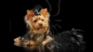 Купить щенка йоркширского терьера мини. Щенки йорка продажа в Москве. Самые красивые йорки видео.