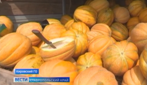 В Новопавловске "исчезли" перекупщики