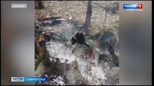 Бездомных собак сожгли заживо в Ставрополе