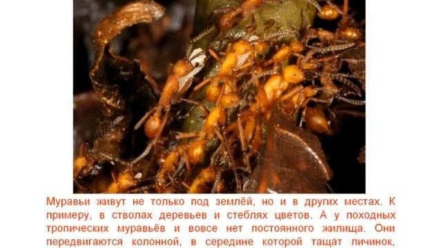 Муравьи