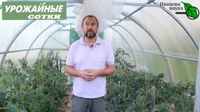 СМОТРЕТЬ ВСЕМ, кто хочет ТОМАТЫ без ГНИЛИ! Вершинная гниль и как с ней бороться.