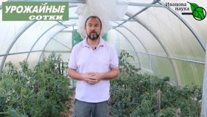 СМОТРЕТЬ ВСЕМ, кто хочет ТОМАТЫ без ГНИЛИ! Вершинная гниль и как с ней бороться.