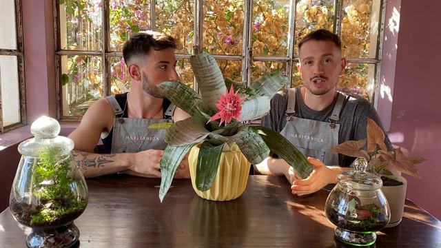 Cuidados de la Bromelia Fasciata смотреть онлайн