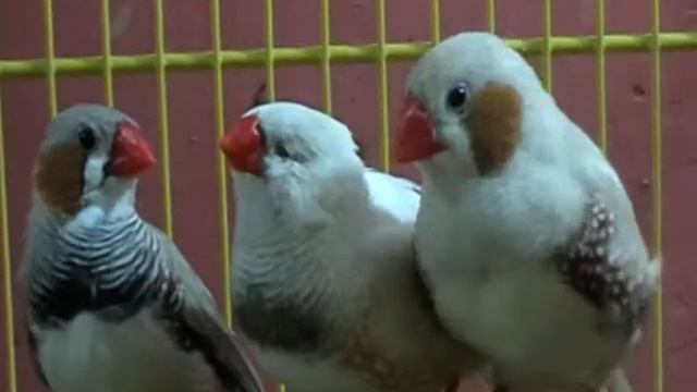 Самцы зебровых амадин смотреть онлайн