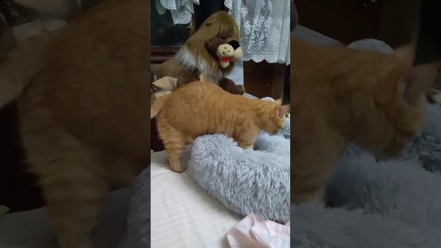 топтуны