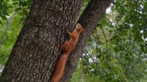 В мире животных. Белки.