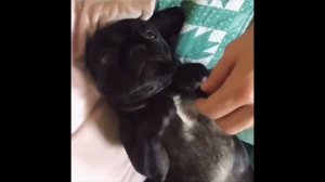 French Bulldogs Funny Moments & Fails Compilation #9 французский бульдог приколы