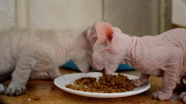 Маленькие сфинксы смешно едят смотреть онлайн