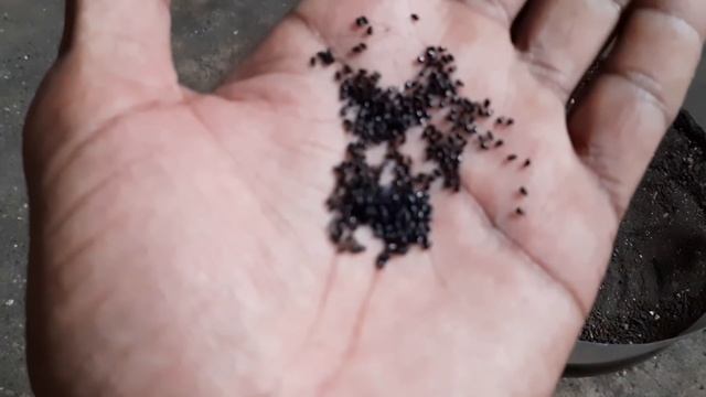 Grow in 8 Days Dragon fruit from seed by motivation life Channel ko subscribe Kre please ? смотреть онлайн