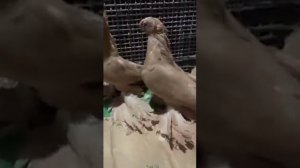 Узбекские голуби на показ есть на продажу +7 708 625 3267 (8Алик Судраб Казахстан) pigeon Uzbekista