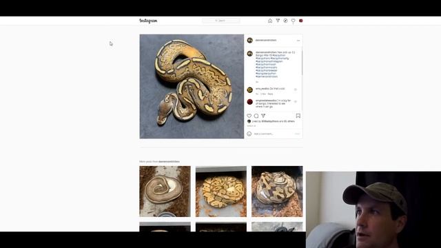 Bongo Ball Python Morph Combos | Jack's Reptiles
