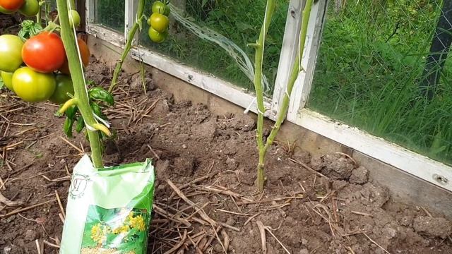 Фитофтора На Помидорах. Как эффективно лечить и бороться с фитофторозом. смотреть онлайн