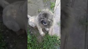 Кавказская овчарка-обзор,отзыв,стрижка под льва.Коломна