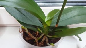 СХЕМА полива орхидей НАРАСТИТЬ КОРНИ орхидеи