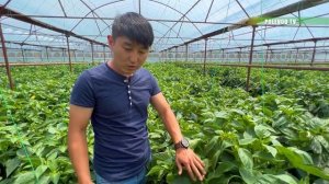 УРОЖАЙНЫЙ ПЕРЕЦ "ФЛАМИНГО"!  #перец #агробизнес #агроном