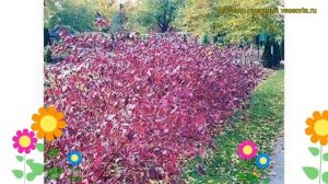 Дерен белый Сайбериан Перл. Краткий обзор, описание характеристик cornus alba Siberian Pearls