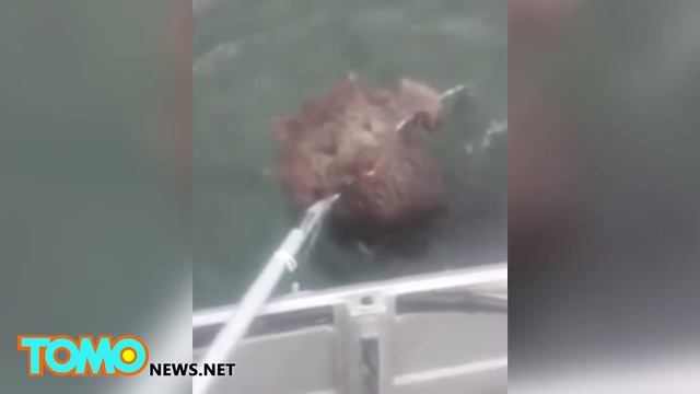 Австралийский рыбак спас вомбата, выудив его из воды смотреть онлайн