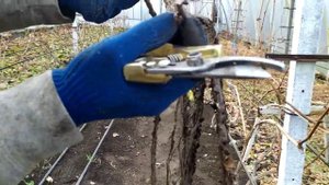 Садить ВИНОГРАД не поздно.Посадка саженца в теплице.