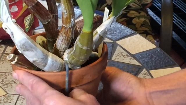 Отделение детки орхидеи Дендробиум. Dendrobium Speciosum. Австралийский дендробиум - король орхидей смотреть онлайн