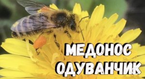 Медонос одуванчик / Существует ли мёд с одуванчика?