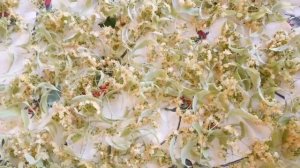 Соцветия ЛИПЫ: Секреты сбора и хранения /Заготавливаем вкусный чай