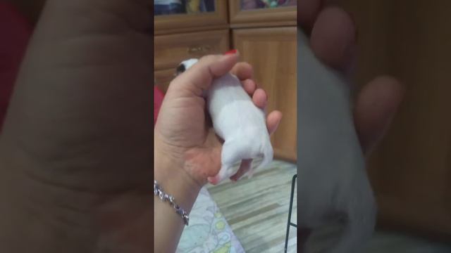Новорожденный щенок чихуахуа