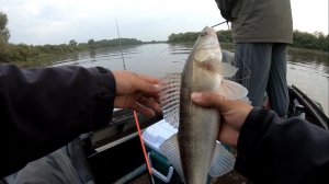 Джиговая рыбалка на реке Мста. Отлично отловились окунем,щукой и судаком 2018.
