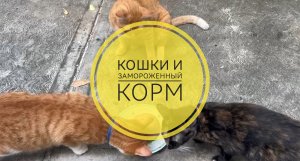 Четыре кошки и замороженный корм