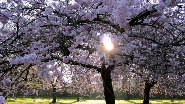 ВОТ И ПОВЕРИЛА ВИШНЯ... смотреть онлайн