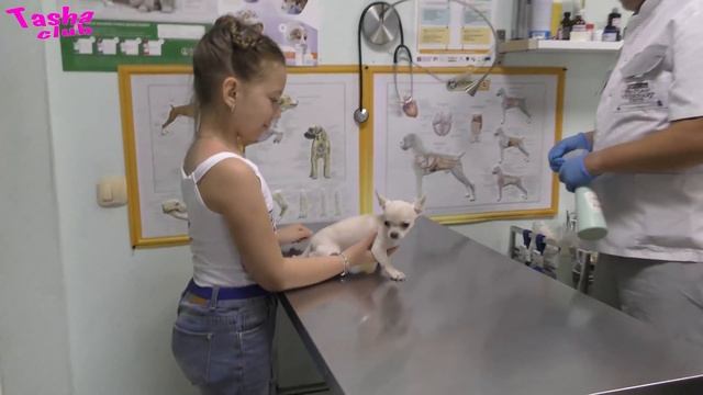 Первые ПРИВИВКИ щенку. Поход к ветеринару. Прививка от БЕШЕНСТВА. Когда можно гулять со щенком. смотреть онлайн